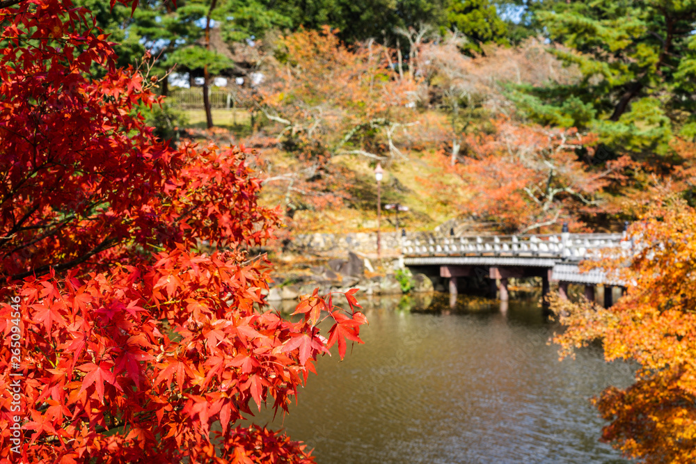 Landscape of garden in the autumn season in a public park of Nara, Japan use as natural background, backdrop