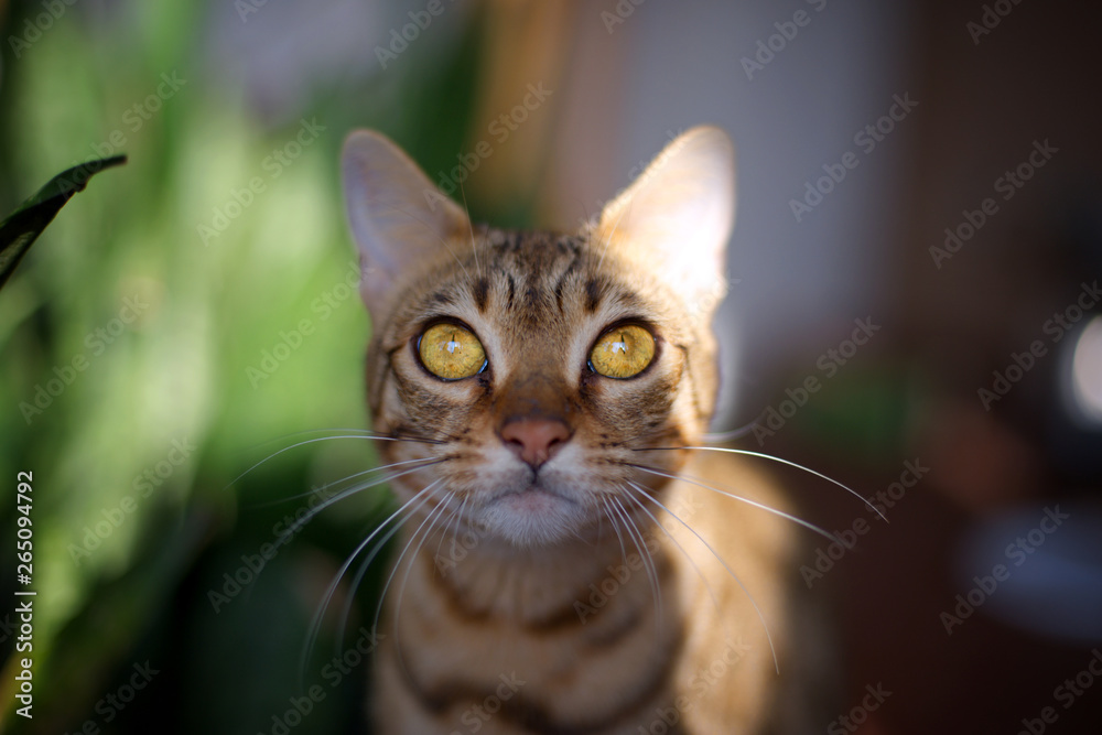 Portrait of a bengal cat looking directly at the camera, big round yellow eyes Portrait of a bengal cat looking directly at the camera, big round yellow eyes
