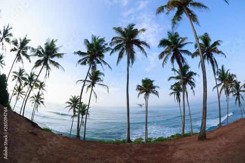 View of coconut trees at seaside under blue sky Sri lanka