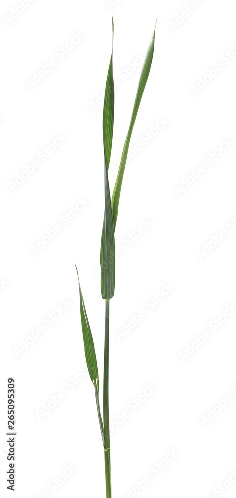 Green young wheat isolated on white background, with clipping path Green young wheat isolated on white background, with clipping path