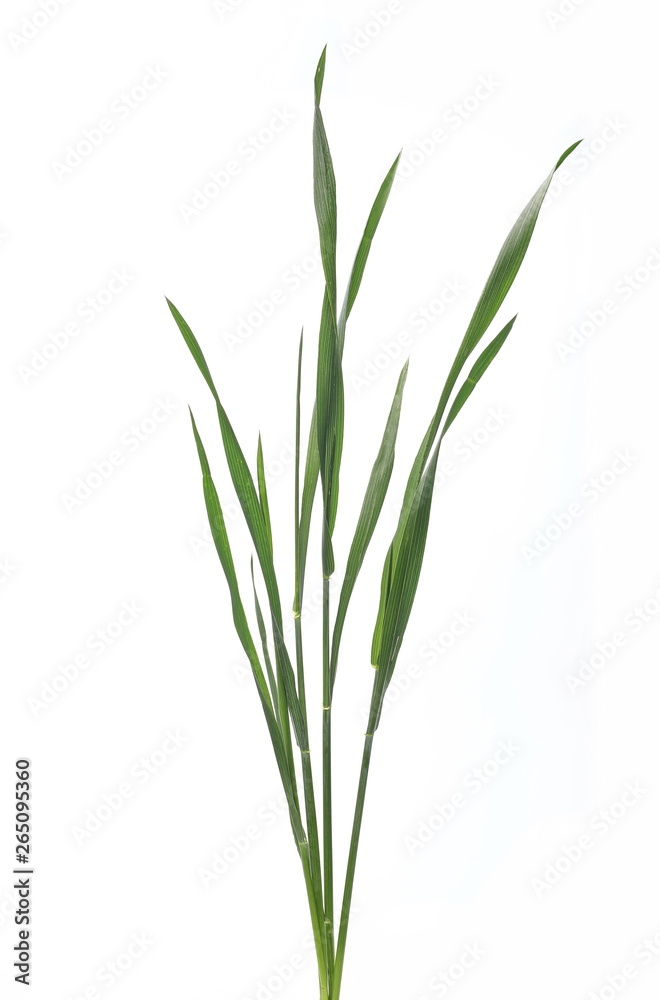 Green young wheat isolated on white background, with clipping path