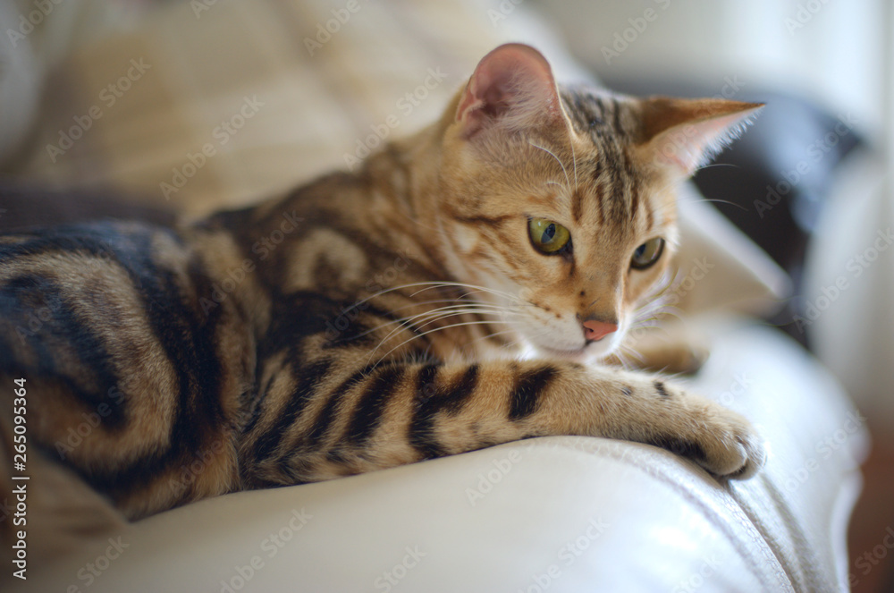 Youing marble bengal cat is resting on a couch, indoor natural light shot