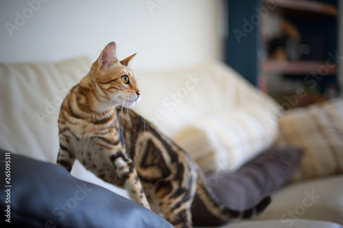 Youing marble bengal cat is resting on a couch, indoor natural light shot