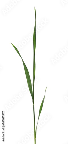 Green young wheat isolated on white background  with clipping path