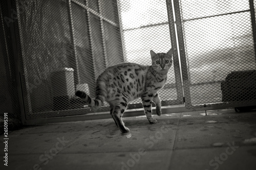 Bengal cat inside a cattery cage