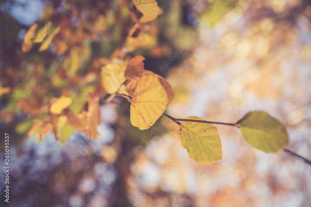 Colourful leaves in a park, autumn, copy space Colourful leaves in a park, autumn, copy space