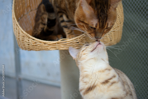 Bengal cats are sniffing each other and it looks like they are kissing