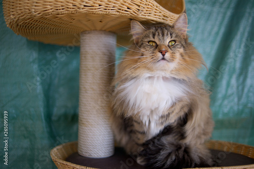 Portrait of a beautiful tabby norwegian forest cat, a long haired cat