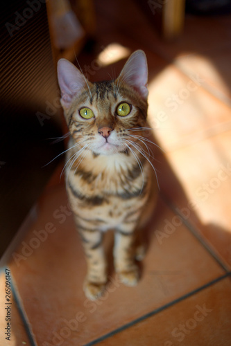 Young bengal cat is resting on the kitchen floor and looking at camera