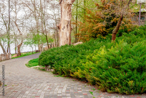 Pavement near the green bush