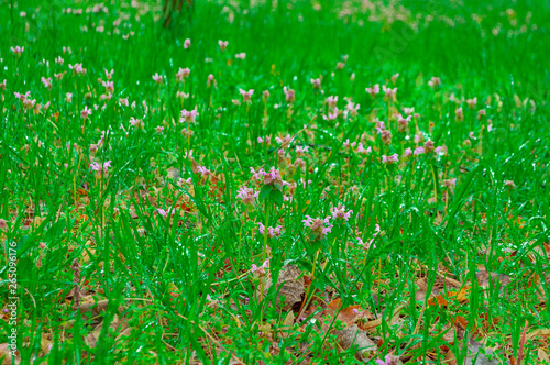 Bokeh flowers among the grass
