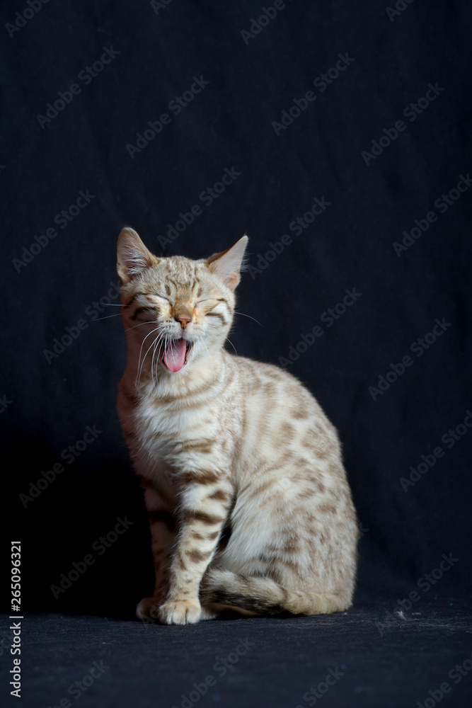 White bengal cat, studio shot on black background, cat is yawning