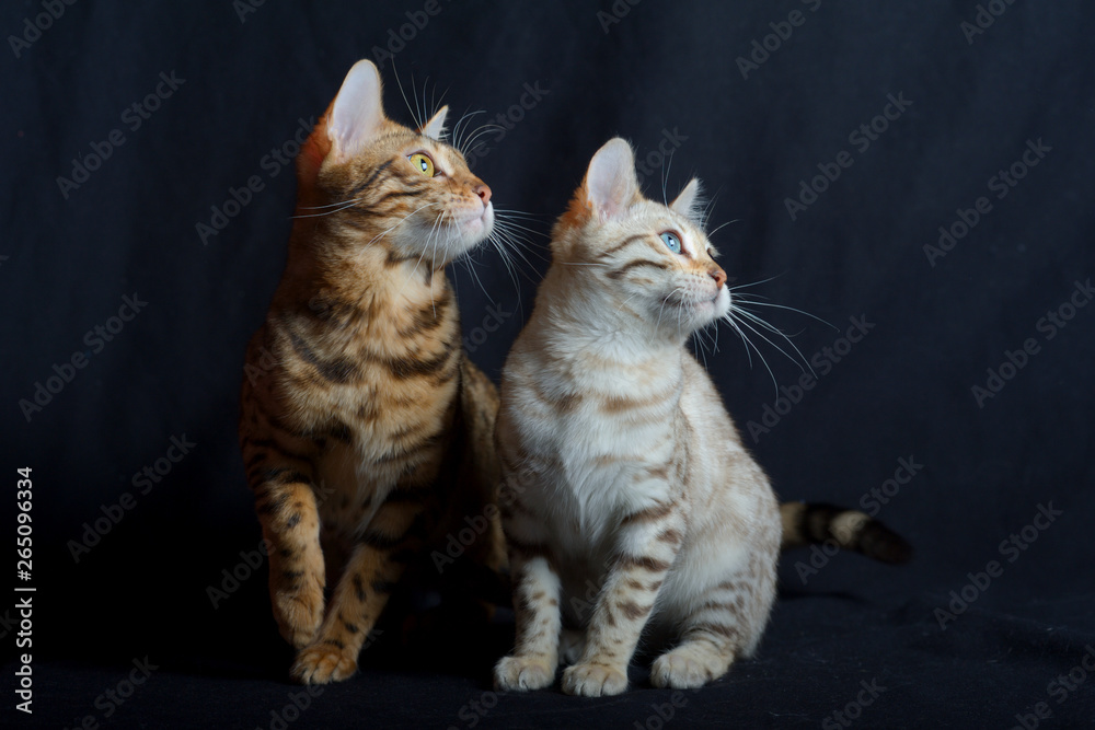 Two bengal cats, studio shot on black background