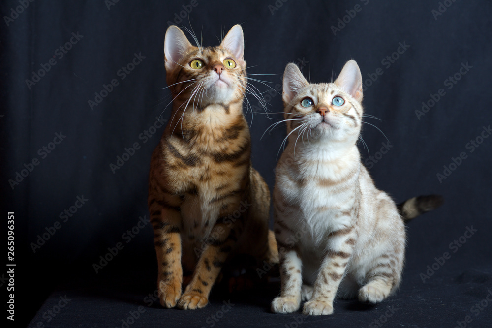 Two bengal cats, studio shot on black background