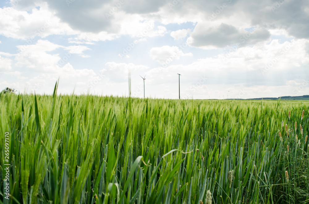 Obraz premium Wheat field