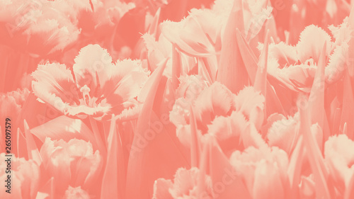 Many bright orange red tulip flower gusto cultivar with flowers and green leaf background in tulip field at spring day for postcard beauty decoration or agriculture concept design. Horizontal duotone