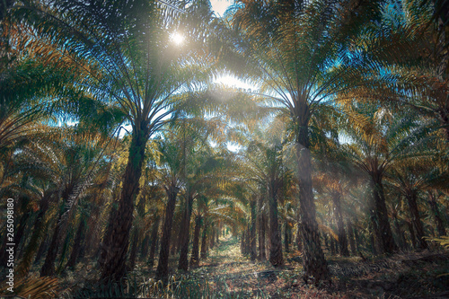 palm oil tree plants at morning light