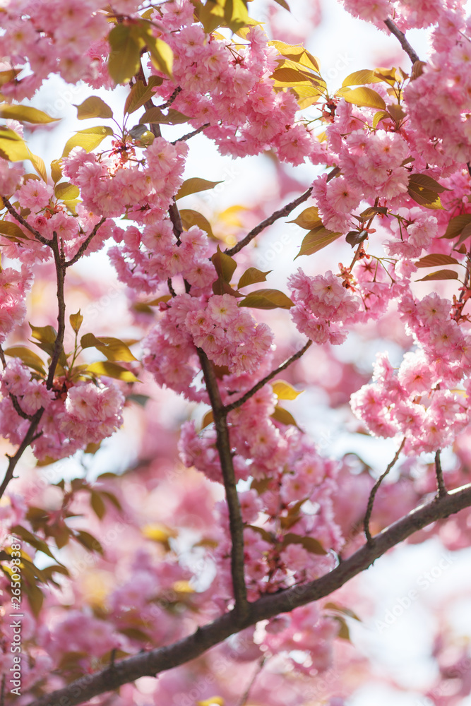 Fototapeta premium Beautiful cherry blossom sakura in spring time