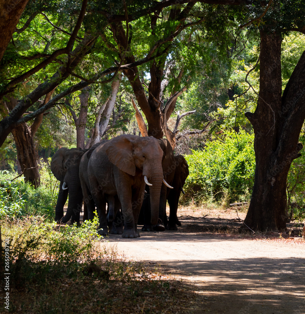 Fototapeta premium African Elephants