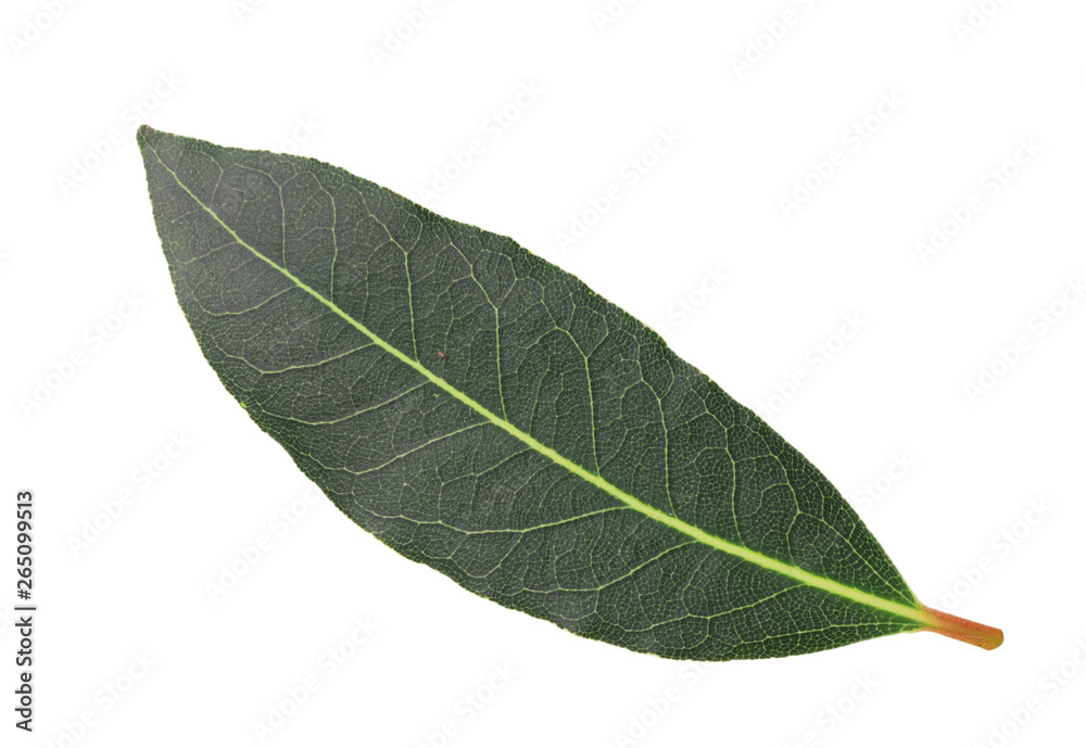 Green olive leaf Green olive leaf