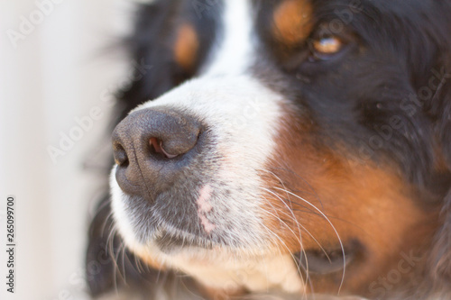 dog face close-up,nose Bernese mountain dog close to the lens