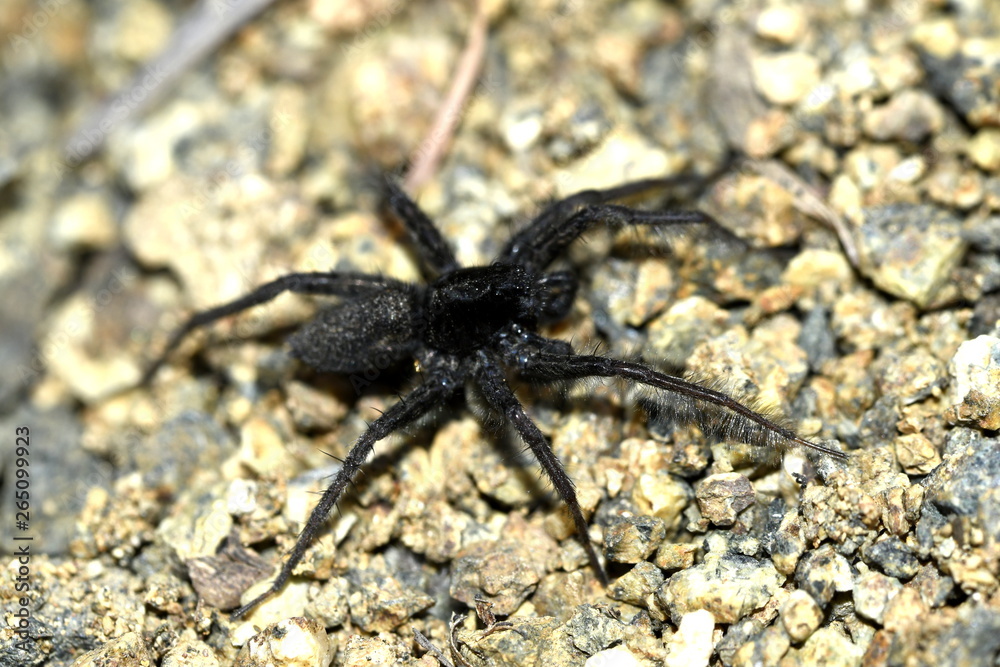black spider on small stones black spider on small stones