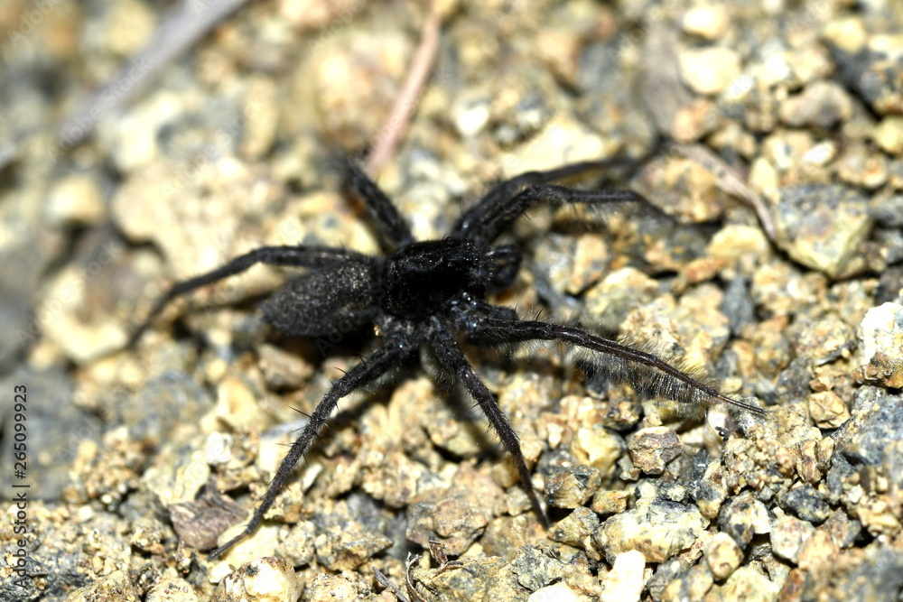 black spider on small stones