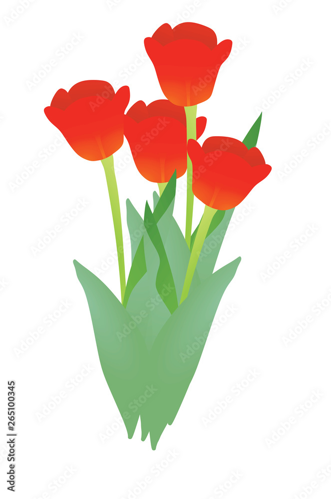 Obraz premium Tulip. vector illustration
