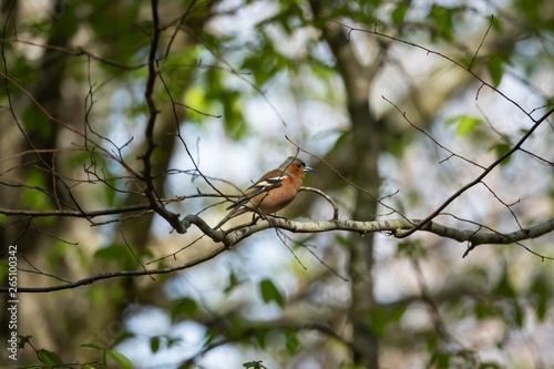 Common Chaffinch Perched on Branch in Springtime