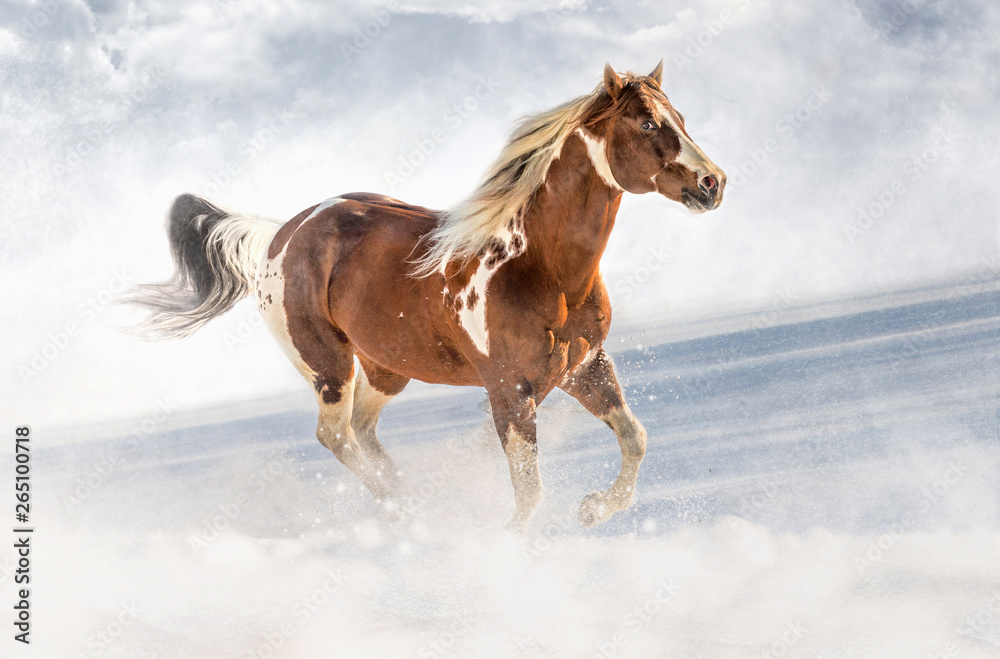 Obraz premium Fantastic DJ Valentine horse in sunny day in winter. Czech Republic