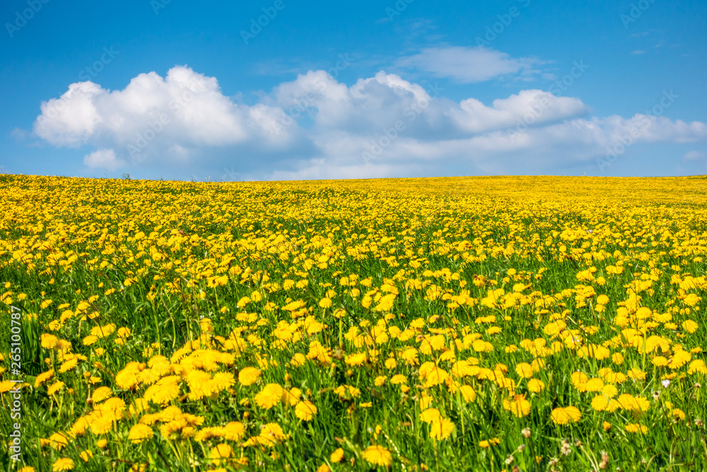 a beautiful yellow dandelion meadow