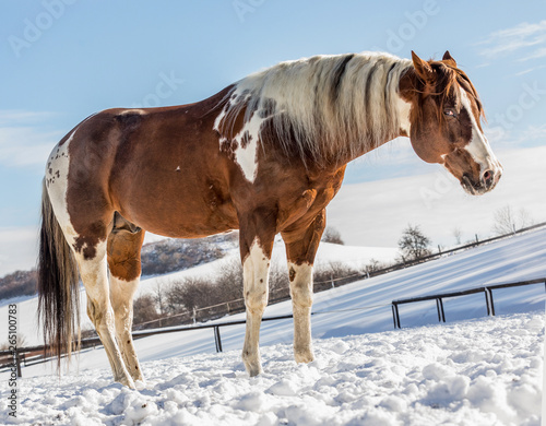 Bilde på lerret Fantastic DJ Valentine horse in sunny day in winter