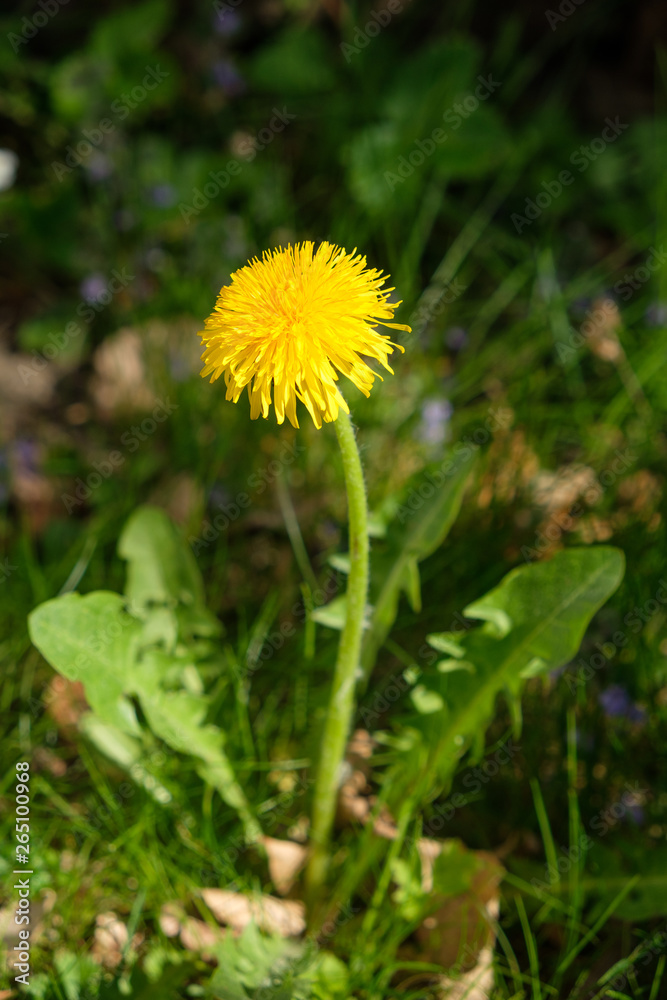 Einzelner Löwenzahn (Taraxacum sect. Ruderalia) Einzelner Löwenzahn (Taraxacum sect. Ruderalia)