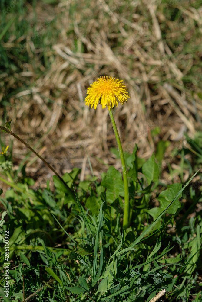 Löwenzahn-Pflanze (Taraxacum sect. Ruderalia) Löwenzahn-Pflanze (Taraxacum sect. Ruderalia)