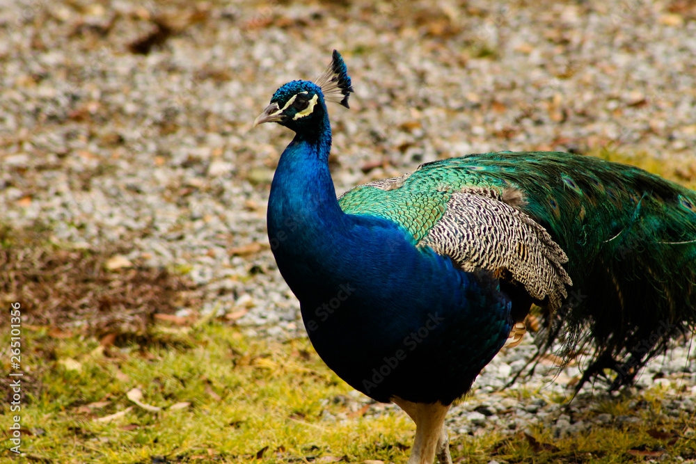 Fototapeta premium Pavão