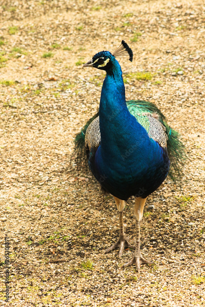 Pavão