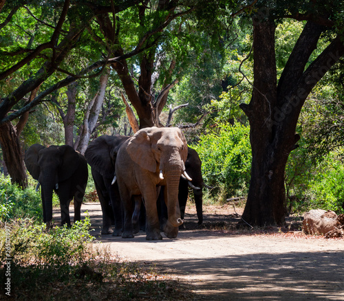 African Elephants