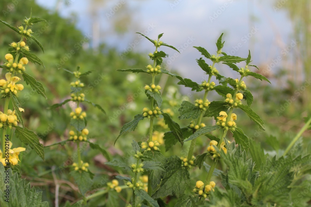 Fototapeta premium Gelbe Taubnessel