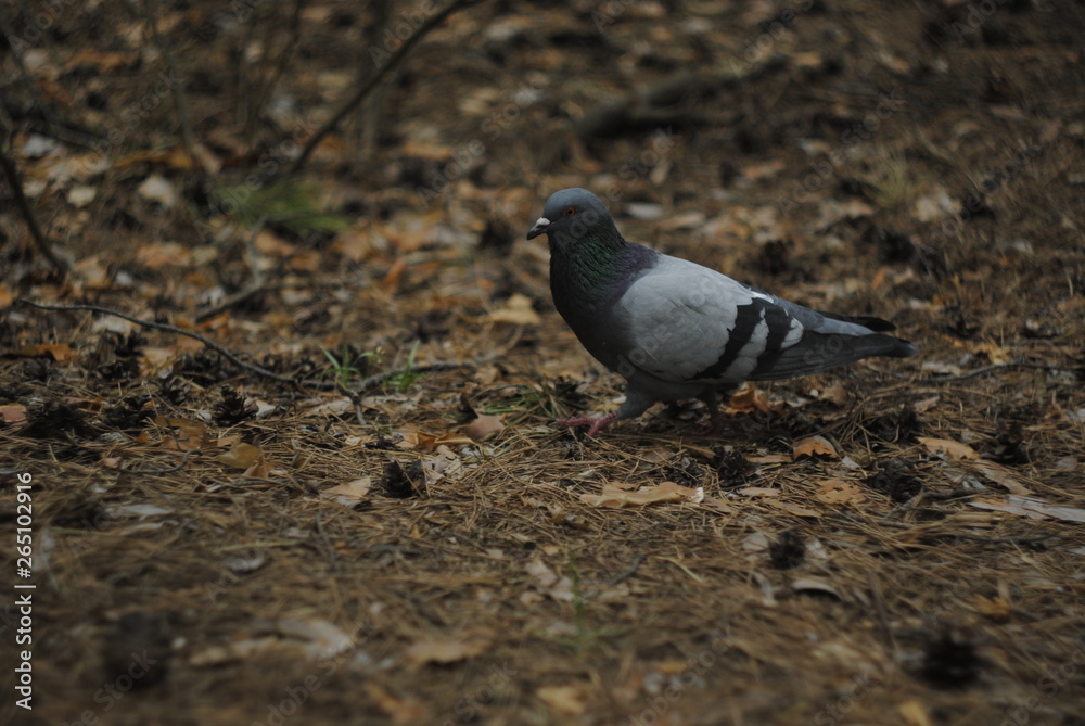 Obraz premium pigeon on ground