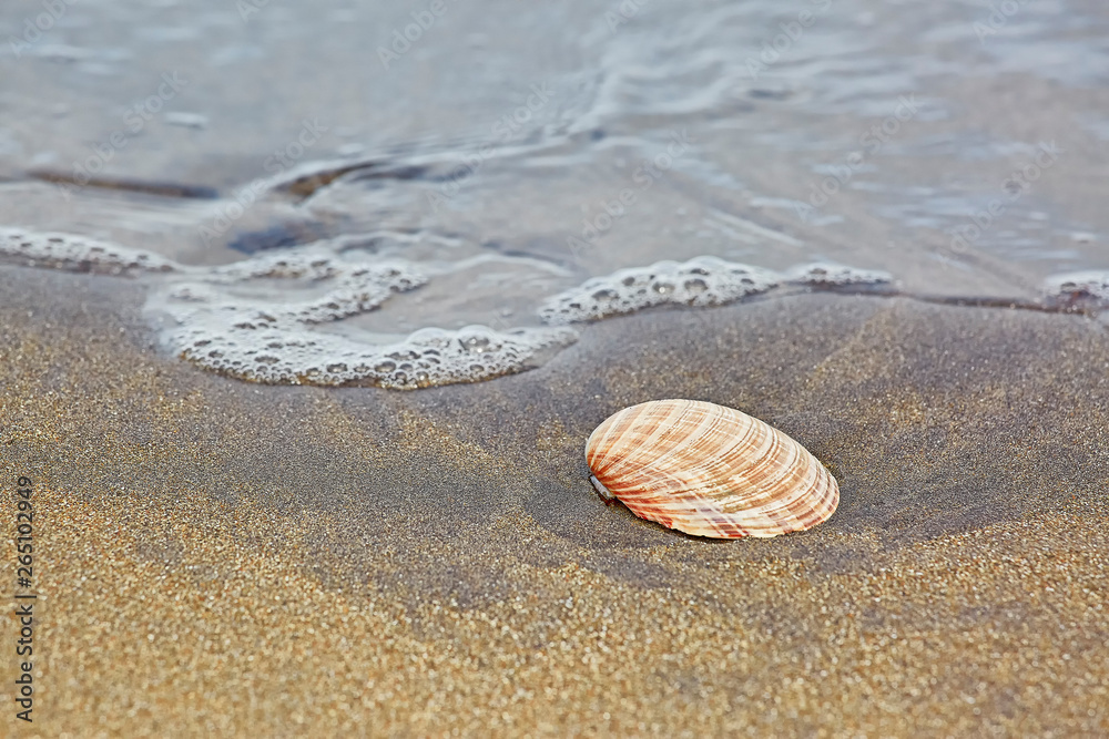 Seashell lying on the sand in the incoming wave Seashell lying on the sand in the incoming wave