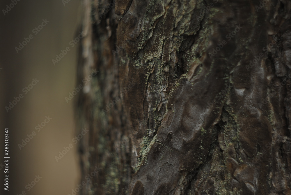 bark of a tree bark of a tree