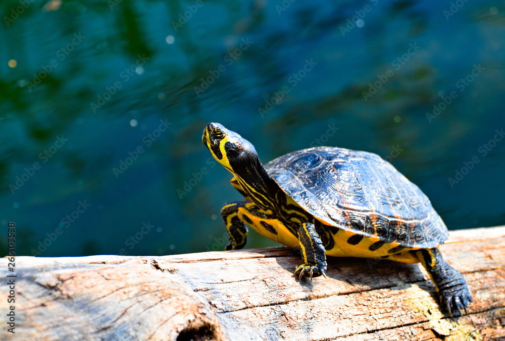 Obraz premium A yellow striped Florida red-bellied cooter or Florida redbelly turtle, species of turtle in the family Emydidae, on a wood trunk in a water pond