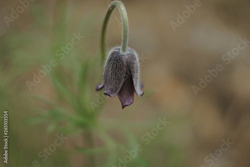 flower in the garden