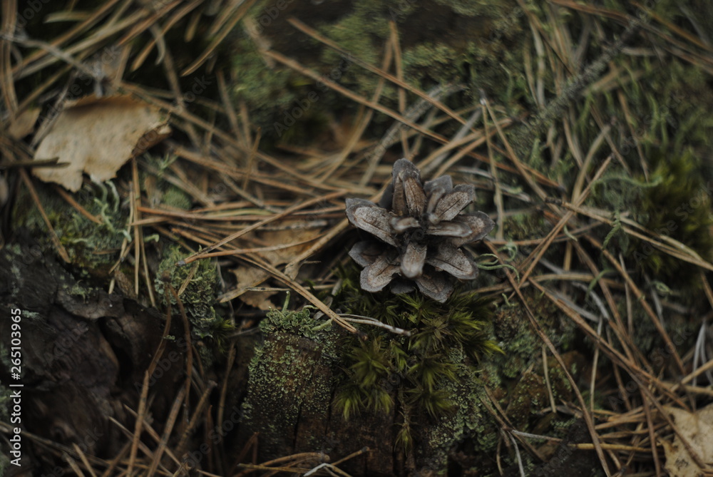 Fototapeta premium mushroom in the grass