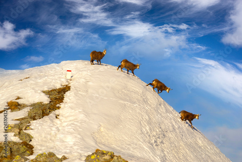 Fototapeta Naklejka Na Ścianę i Meble -  tatras, goats on top