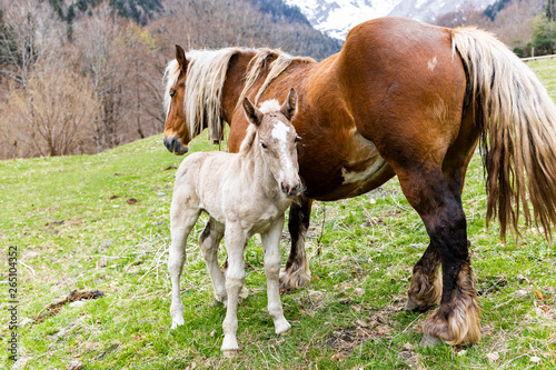 Little foal and his mother on a field © Victor
