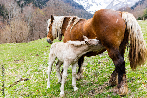 Foto Little foal suckling from his mother on a field