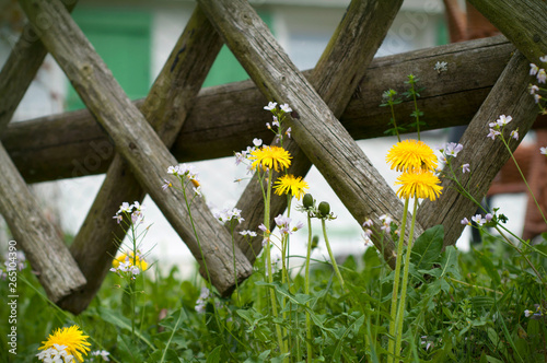 Wooden fence and blooming spring flowers near to the house. Growing dandelions near to wooden fence photo