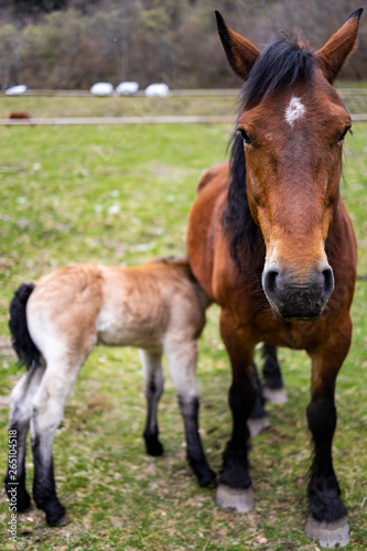 Little foal suckling from his mother on a field