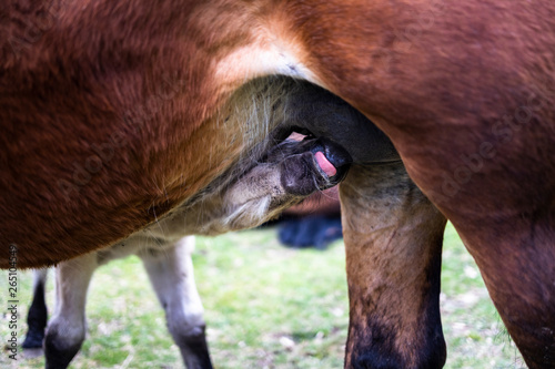 Fotografi Little foal suckling from his mother on a field
